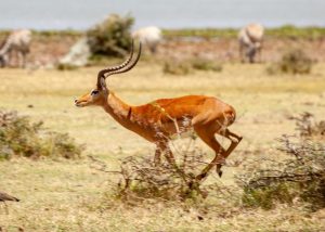 The Lion and the Gazelle