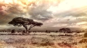 The Lion and the Gazelle