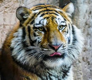 siberian-tiger-g719133857_1920